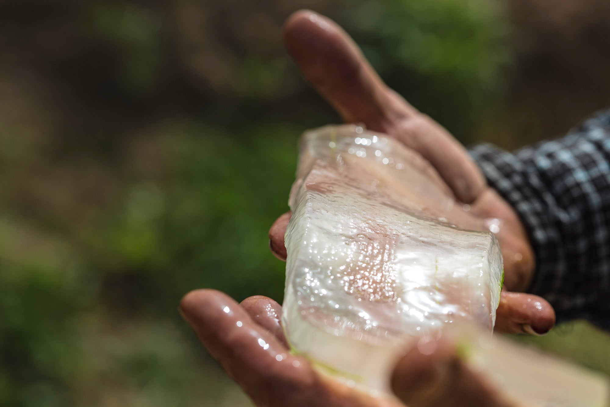 Tutti i benefici dell'Aloe Vera