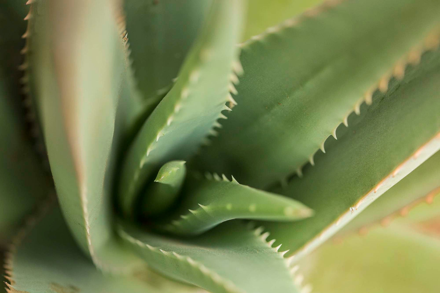 Come Utilizzare Il Gel Puro Di Aloe