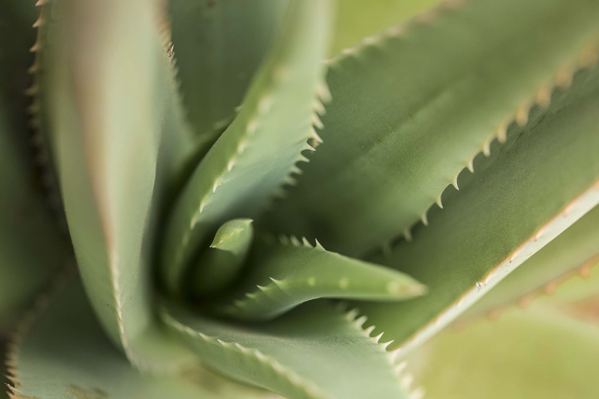 Come Utilizzare Il Gel Puro Di Aloe