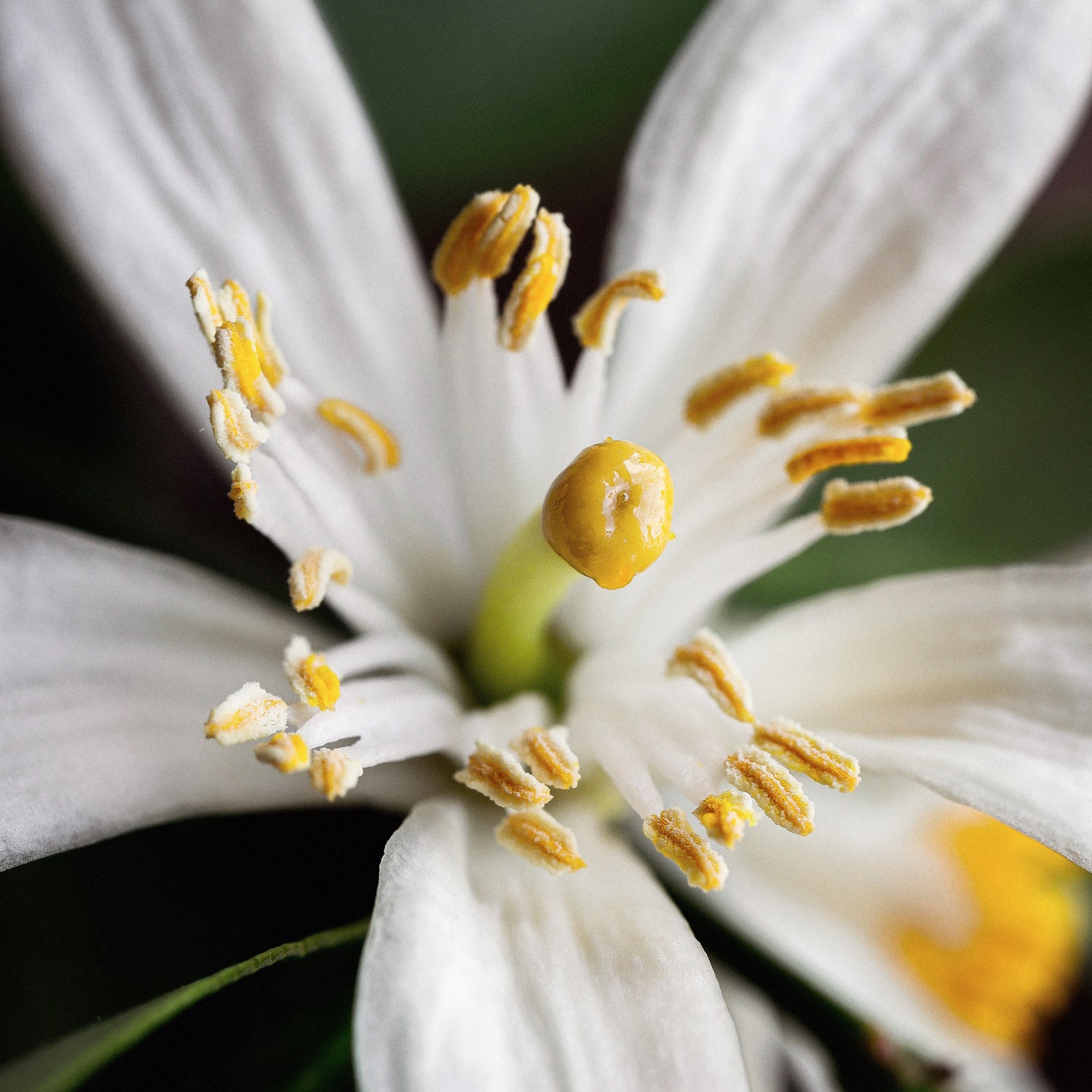 Neroli Moisturizing Conditioner - With Shea Butter and Castor Oil