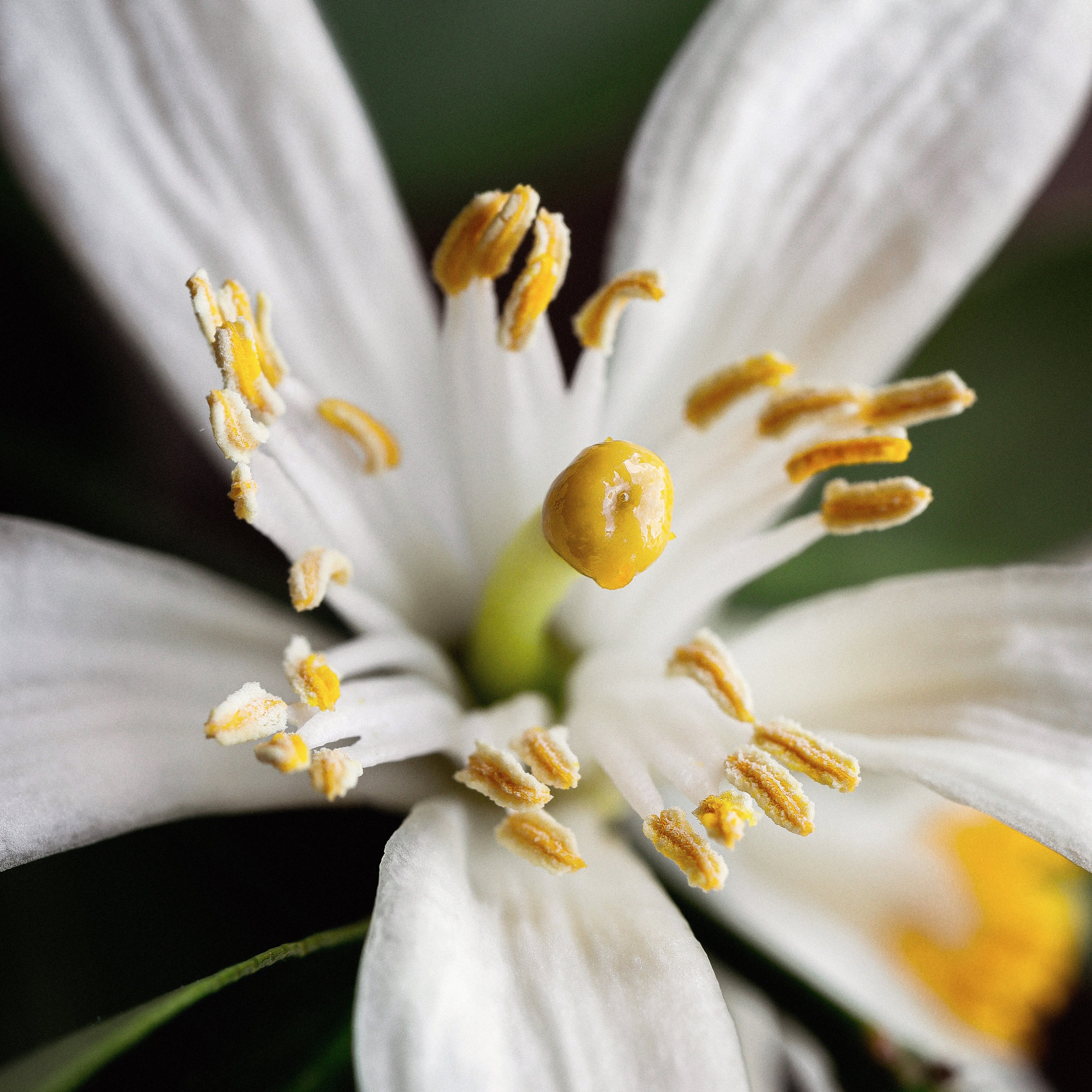 Neroli Shower Shampoo - With Calendula Extract