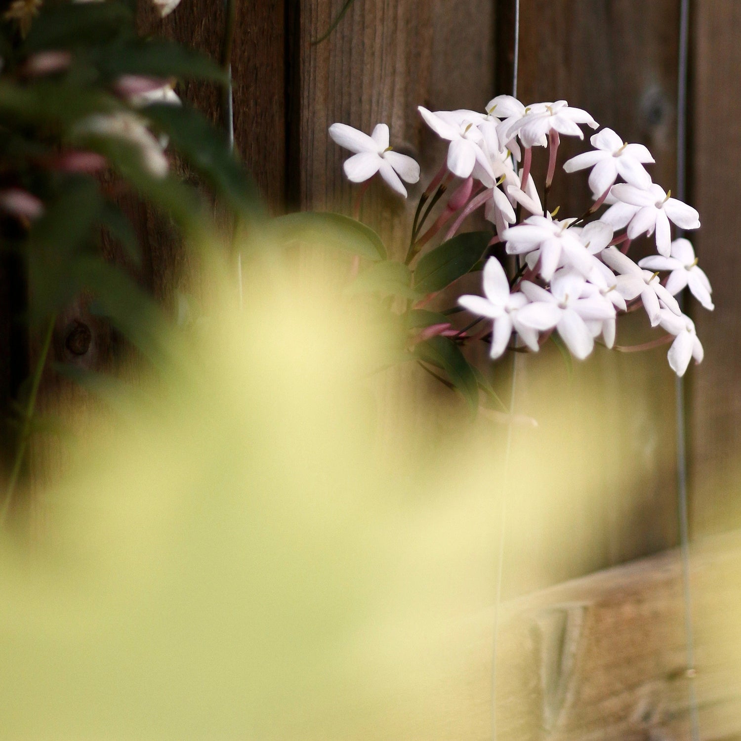 Jasmin-Duftkerze