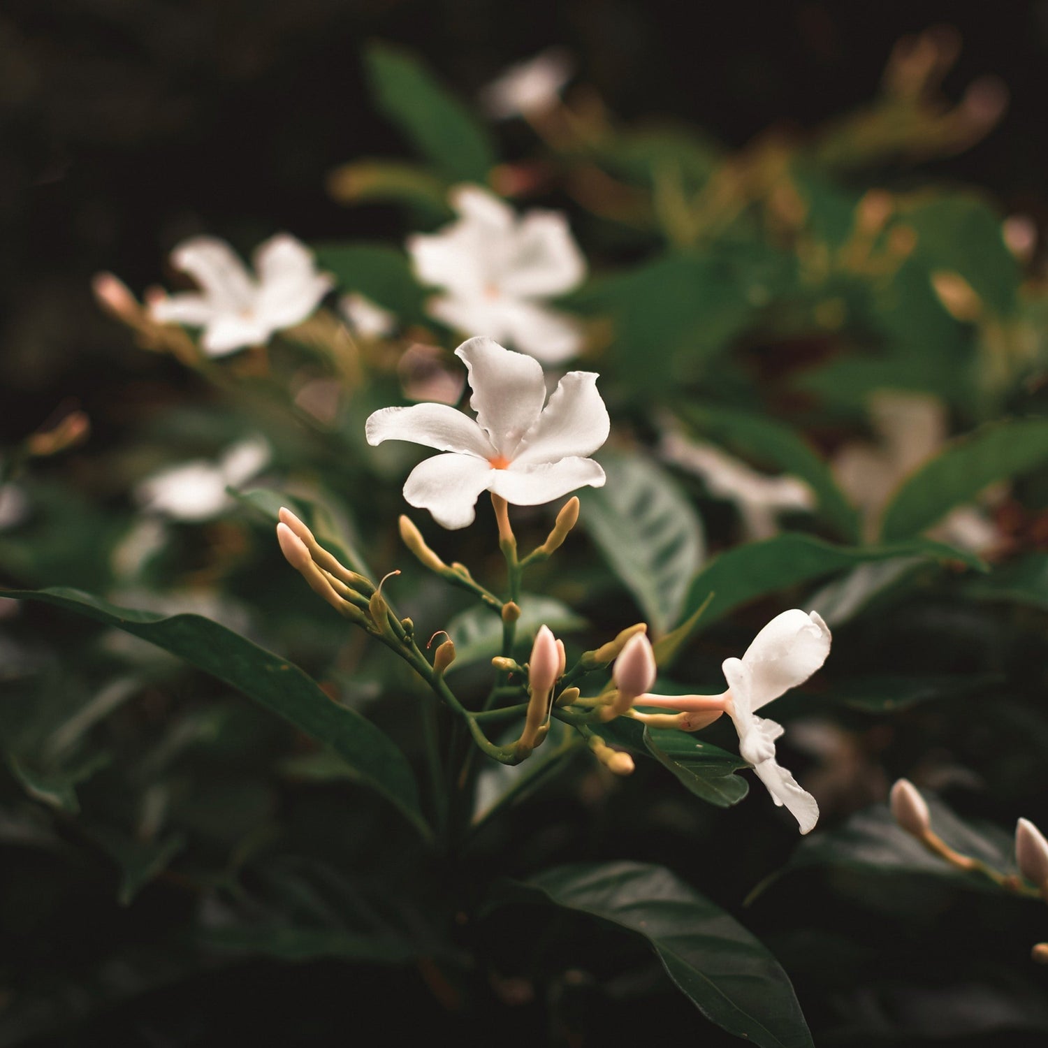 Candela fragranza Gelsomino